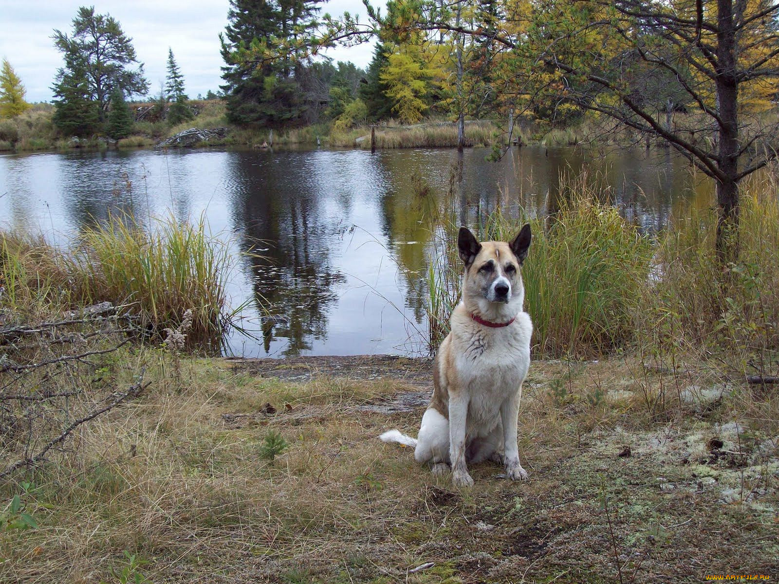 , , , dog